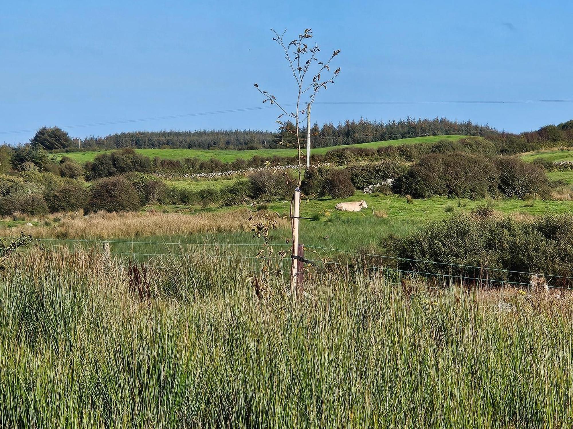 Pensjonat Suaimhneas Lahinch Zewnętrze zdjęcie